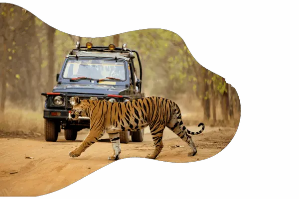 Jungle Safari Dandeli